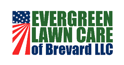 Evergreen lawn on sale care