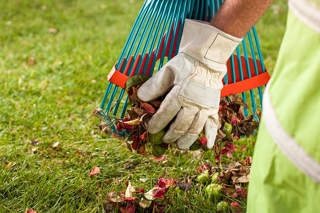 Lawn Maintenance Melbourne